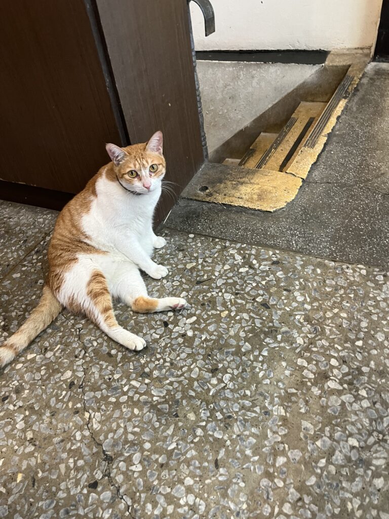 豪季水餃専売店　猫